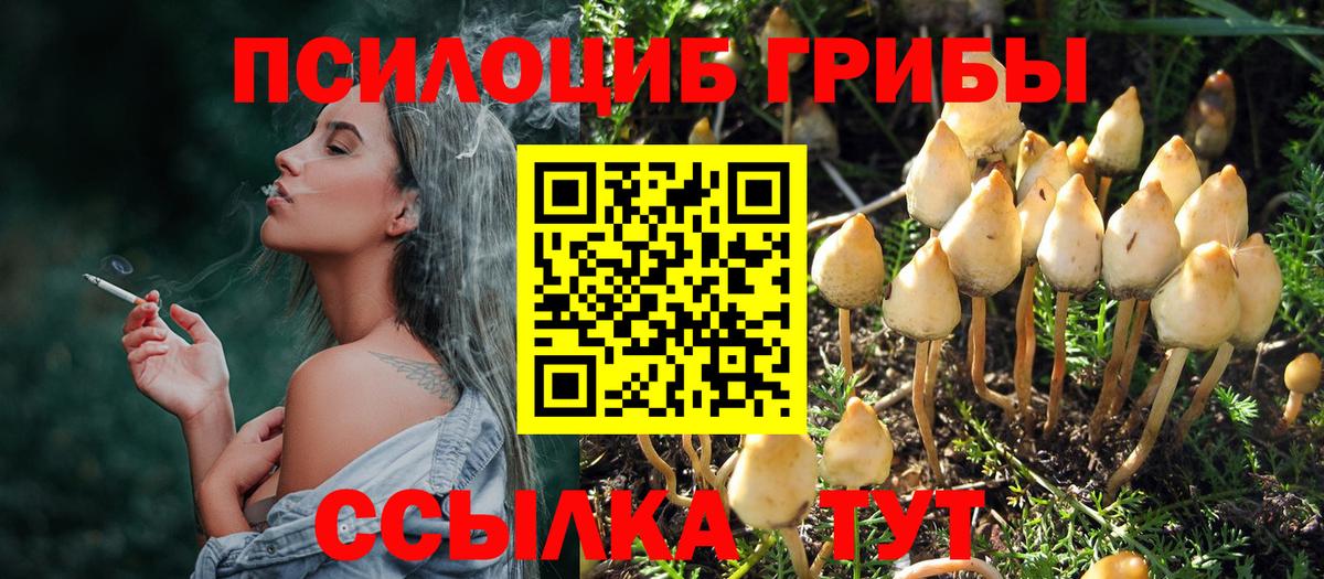 Псилоцибиновые грибы Psilocybine cubensis Георгиевск
